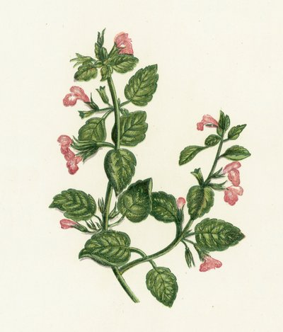 Calaminta común, Calamintha Officinalis de English School